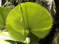 palm (Brazil)